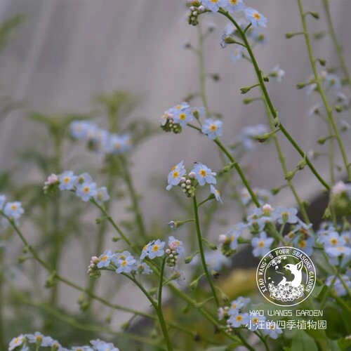 宿根勿忘我 浪漫浅蓝色 无性系切花庭院花园植物阳台组合盆栽花卉 - 图1