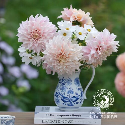 大丽花 牛奶咖啡 多年生宿根植物 好养易活花期长 庭院阳台盆栽苗 - 图2