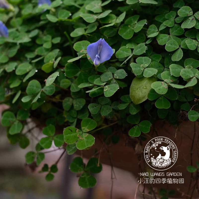 蓝雀豆紫雀花多年生耐寒地被草本好养易活耐践踏庭院盆栽植物-图2