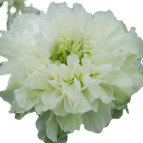 重瓣荼靡 白色多年生 灌木藤本攀援植物拱门阳台花园盆栽耐寒耐热 - 图3