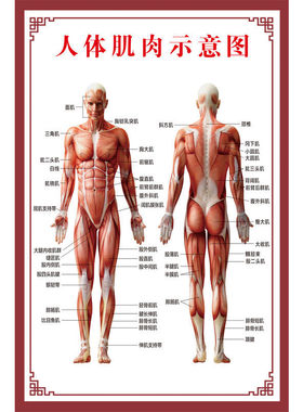人体肌肉解剖图挂图人体内脏结构图全身器官分布穴位图人体骨骼图