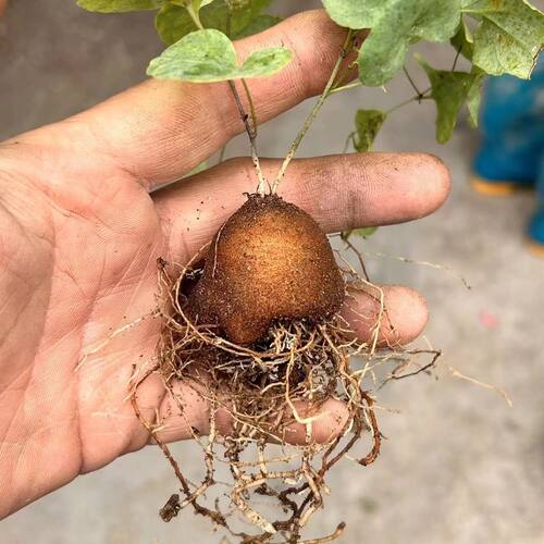 龟甲龙多肉植物室内盆栽美观象足龟品种爬藤蔓块根盆景好养 - 图1