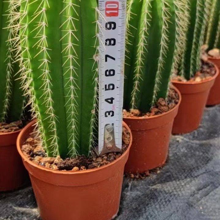 新款仙人柱大凤龙仙人掌沙漠庭院观景阳台盆栽多肉植物观赏仙人球,淘宝优惠券,粉丝福利购,淘宝优惠卷