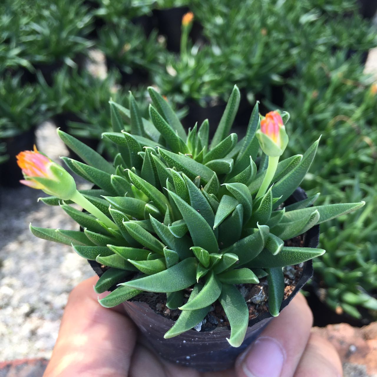 多肉植物【照波】黄花 红花肉肉新手易养植物多肉组合带盆发货