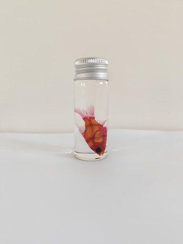观赏鱼天竺鲷透明鱼骨骼标本染色科普陈列生物课办公室摆件海洋 - 图0