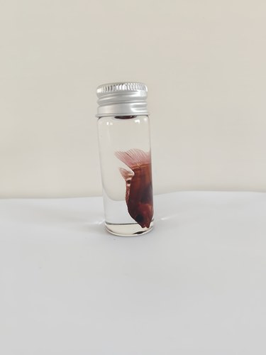 观赏鱼天竺鲷透明鱼骨骼标本染色科普陈列生物课办公室摆件海洋 - 图1