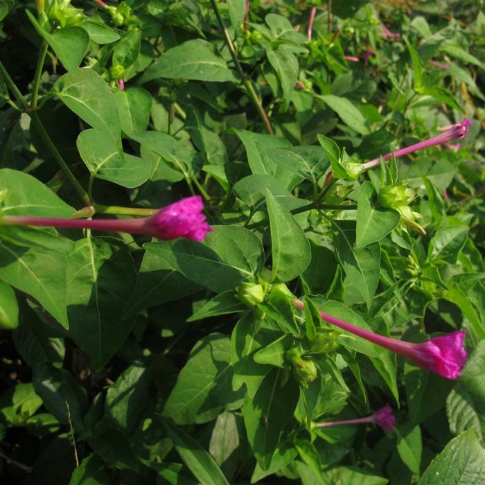 顺丰速发无硫野生中草药材入地老鼠 花粉头 胭脂头 粉果根 白花参