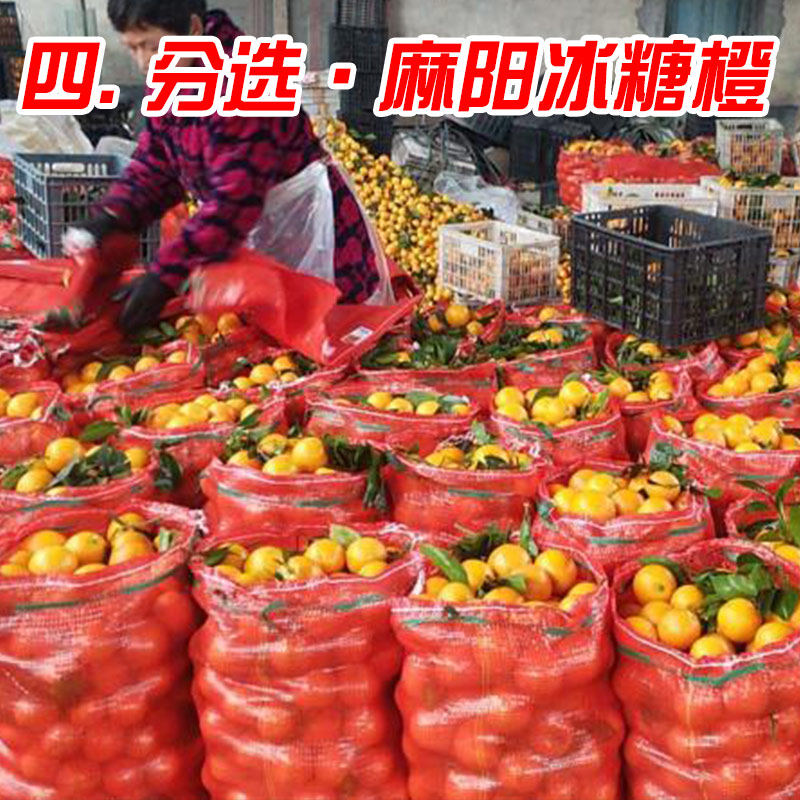 湖南麻阳冰糖橙正宗新鲜水果包邮薄皮榨汁当季果冻5现摘9斤甜橙子,淘宝优惠券,粉丝福利购,淘宝优惠卷