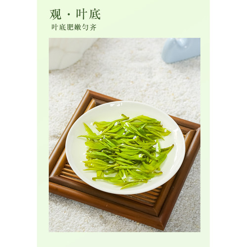 【2026新茶】茅山青峰正宗茅麓原产明前特级浓香毛尖绿茶礼盒 - 图1