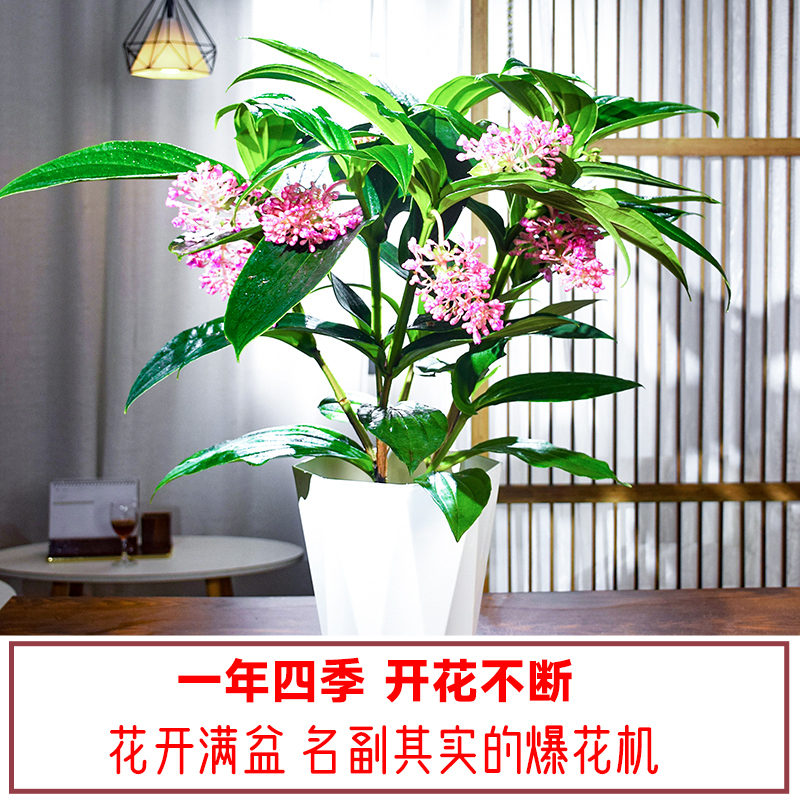 【带花】宝莲灯花盆栽带花苞名贵花卉易活四季开花不断植物室内花-图1