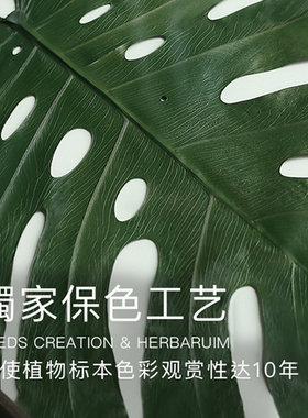 种籽造物标本画无需养护的植物园