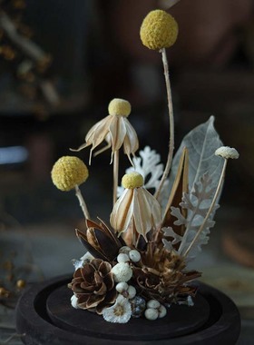 种籽造物植物标本穿越时空的祝福