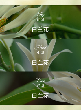 白兰花香水幽谷白兰黄角兰缅桂香