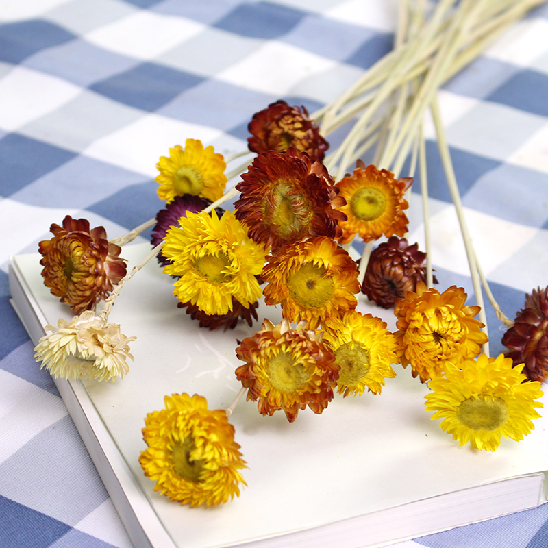 雏菊干花七彩菊云南干花束家居装饰插花配花田园清新拍摄道具粘花-图0