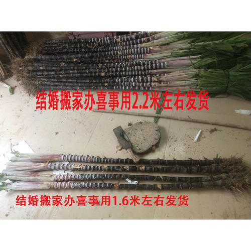 2整根黑皮甘蔗海南三亚新鲜当季应季水果特产结婚搬家新居喜事 - 图1