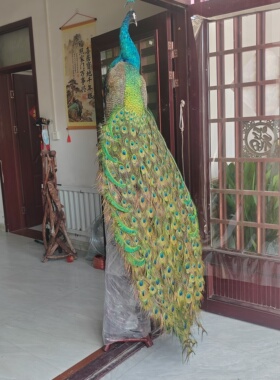精品开屏孔雀标本摆件自家手工制作羽毛完整漂亮蓝绿色环状花纹