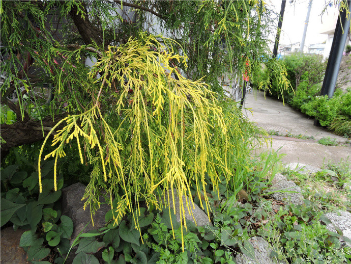 花境植物 黄金线柏 花园植物黄金花柏 黄金桧柏 海岸线常绿 - 图0