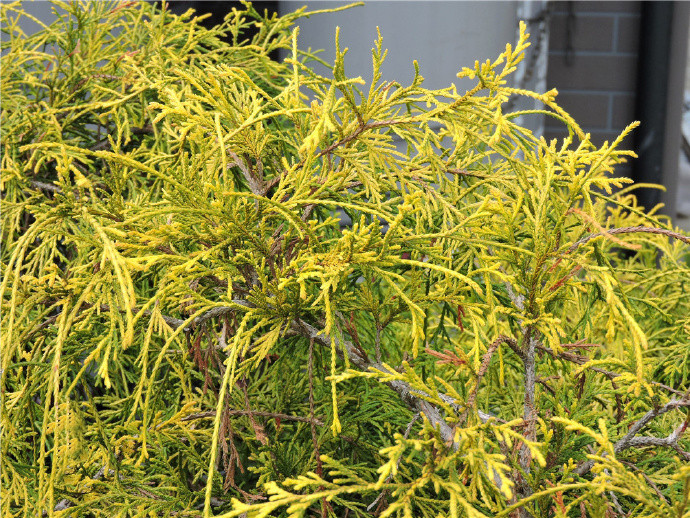 花境植物 黄金线柏 花园植物黄金花柏 黄金桧柏 海岸线常绿 - 图1