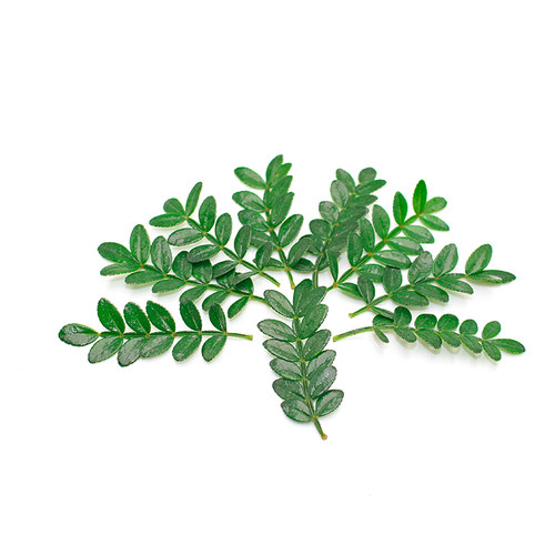 新鲜清香木叶 胡椒木叶 50支 日料摆盘花草 西餐酒店蛋糕摆盘装饰 - 图0