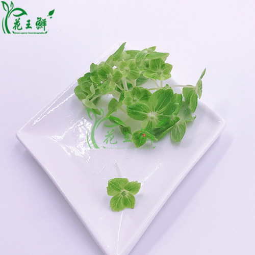 绣球花 摆盘装饰花草 绿绣球花 翠绣球 酒店西餐摆盘蛋糕烘焙装饰 - 图3