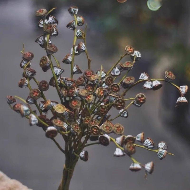 新鲜尤加利果云南鲜花直发新鲜尤加利基地插花客厅摆件干花精品,淘宝优惠券,粉丝福利购,淘宝优惠卷