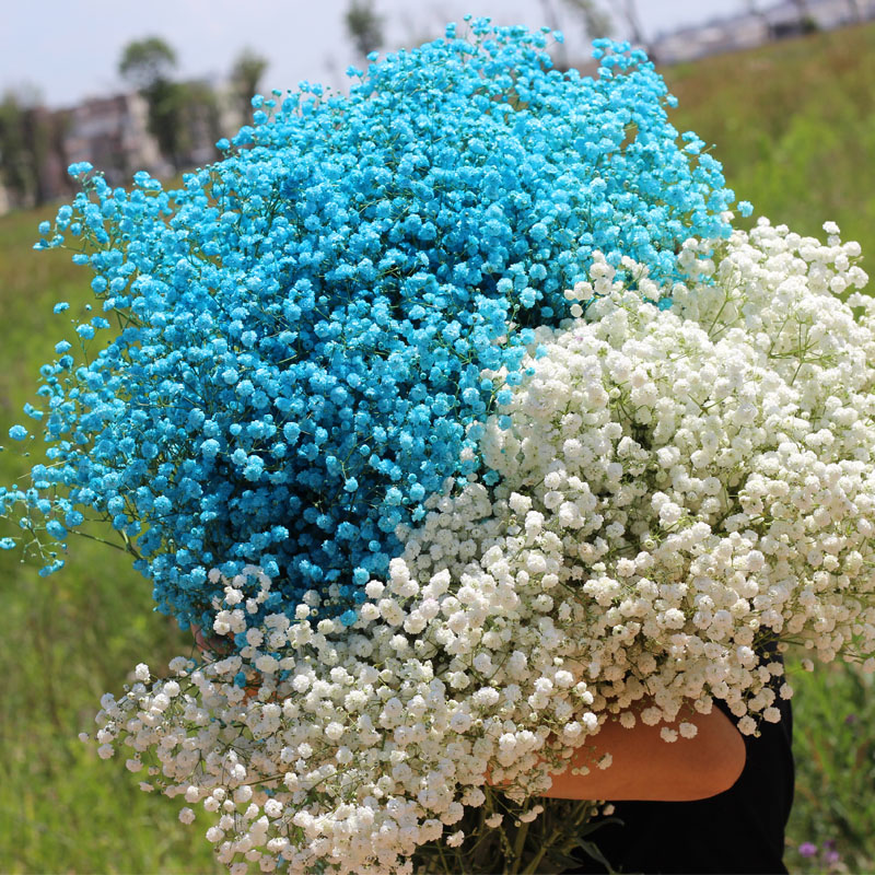 满天星鲜花发货 束客厅摆设装饰摆件小鲜插瓶网红真花新鲜发货,淘宝优惠券,粉丝福利购,淘宝优惠卷