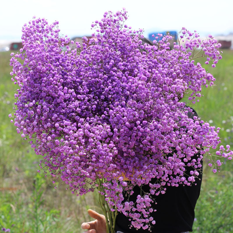 满天星鲜花网红鲜花花零售摆摊生日礼物客昆明基地直发(鲜花发货)