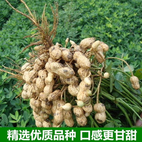 新福建龙岩紫衣湿烤小籽香酥咸干盐水煮花生散装农家特产500gx3斤 - 图1