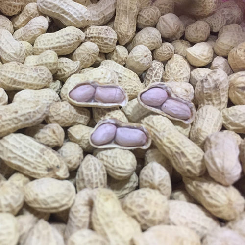 新福建龙岩紫衣湿烤小籽香酥咸干盐水煮花生散装农家特产500gx3斤 - 图3