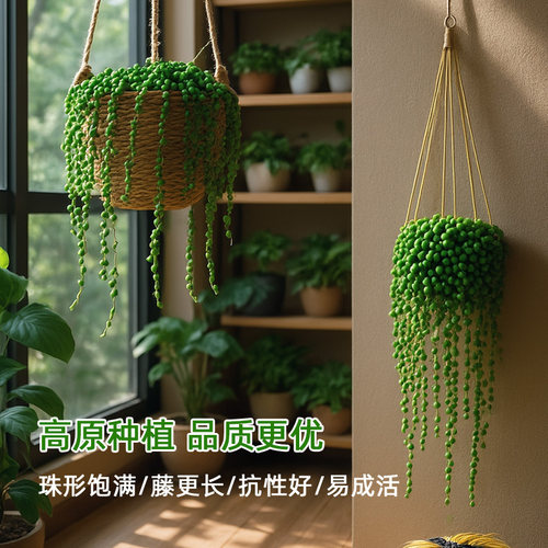 佛珠多肉框情绪绿植吊篮阳台窗户悬挂式花架长藤吊兰室内盆栽植物 - 图1