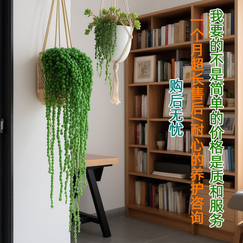 佛珠多肉框情绪绿植吊篮阳台窗户悬挂式花架长藤吊兰室内盆栽植物 - 图3