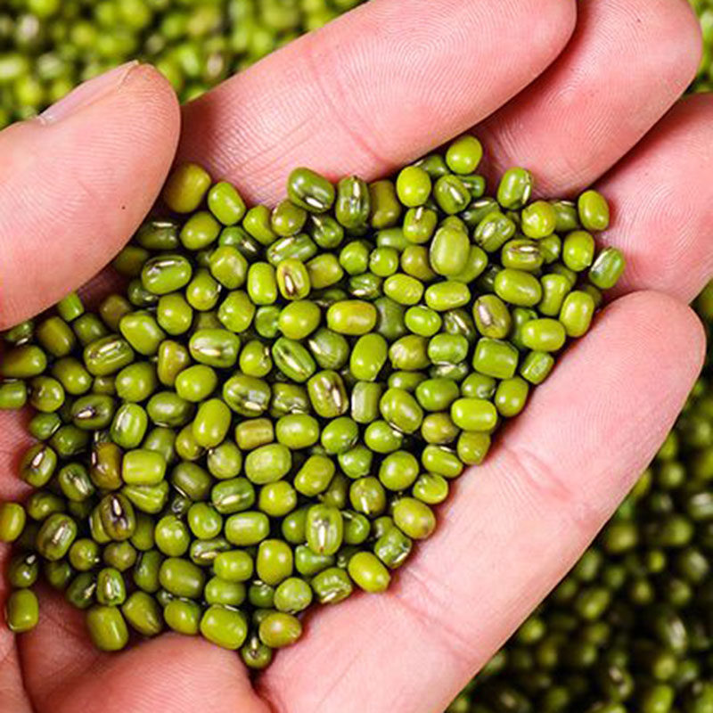 贵州绿豆2斤开阳农家富硒豆类特产豆芽煮粥的豆子初荷农庄农产品
