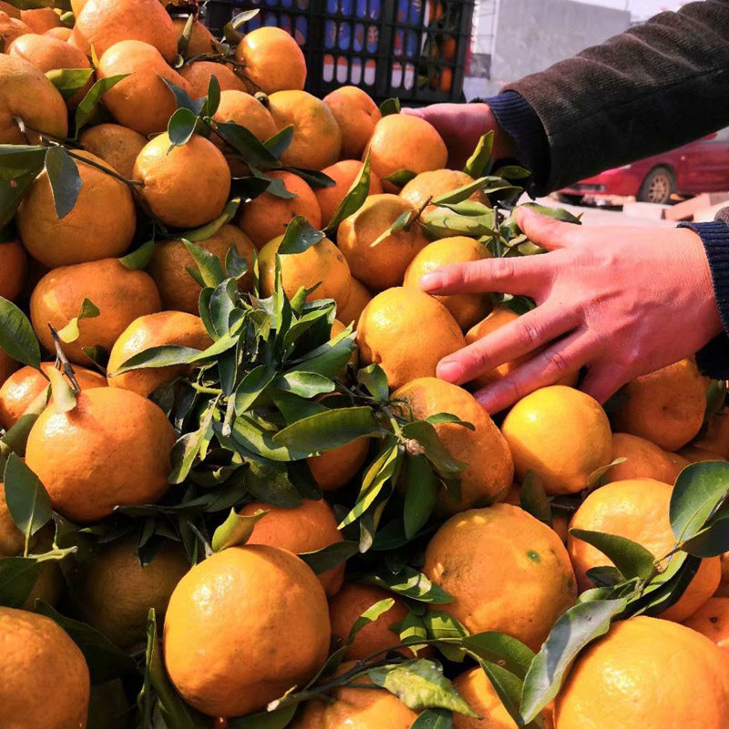 贵州椪柑5斤特产芦柑丑柑橘子蜜橘从江品种初荷农庄直销新鲜水果,淘宝优惠券,粉丝福利购,淘宝优惠卷