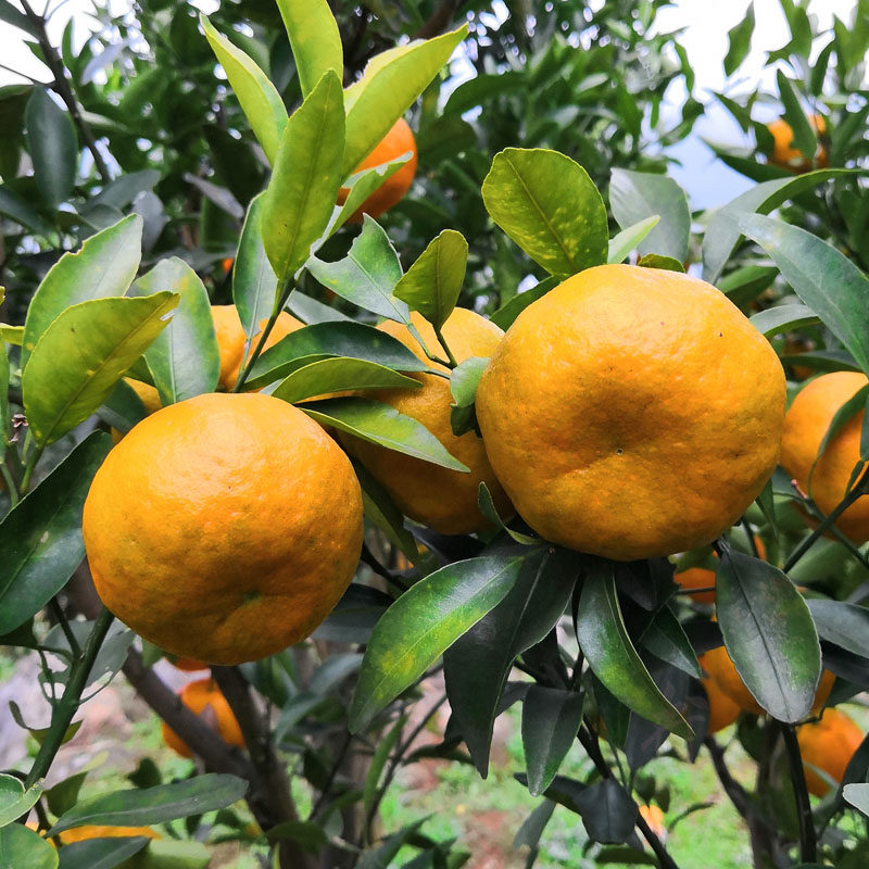 贵州椪柑5斤特产芦柑丑柑橘子蜜橘从江品种初荷农庄直销新鲜水果,淘宝优惠券,粉丝福利购,淘宝优惠卷