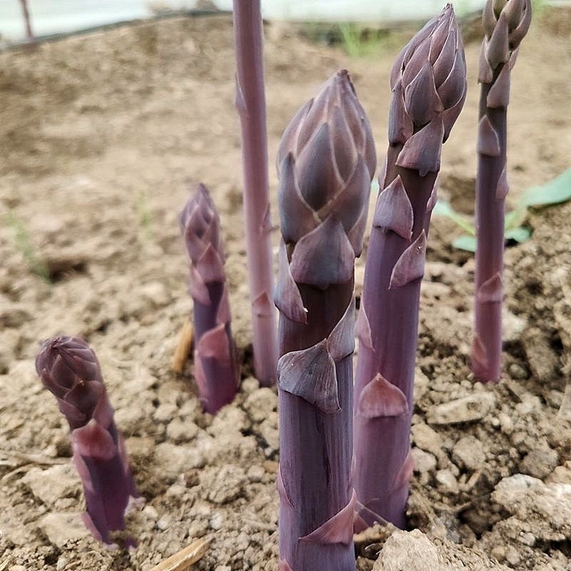 芦笋苗根紫色芦笋苗种四季蔬菜苗盆栽根苗种阳台庭院种植多年根生 - 图1