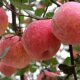 Authentic Luochuan apple straight hair