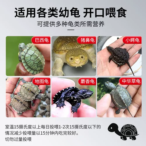 Sensen Young Turtle Food Turtle Кормить молодую черепаху