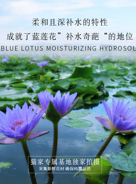 古法铜锅蒸馏深补水蓝莲花纯露