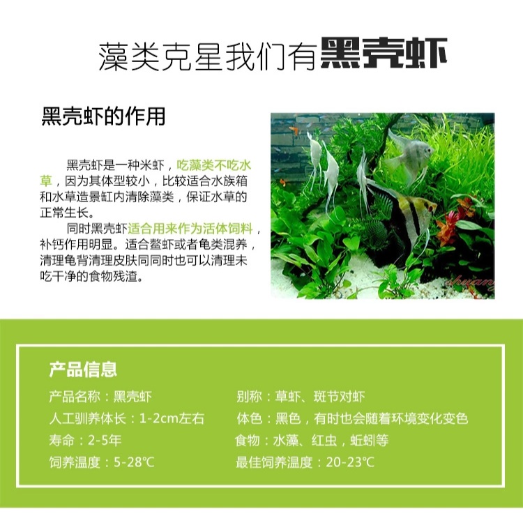 除藻黑壳虾水草虾草缸清洁工具鱼虾活体乌龟饲料顺丰淡水观赏虾粮-图2