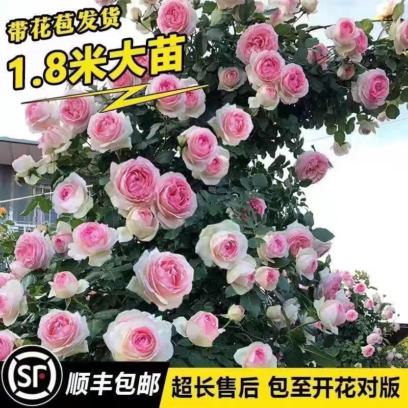 母本月季蔷薇花苗藤本月季浓香庭院爬藤植物阳台爬墙大花四季开 - 图2