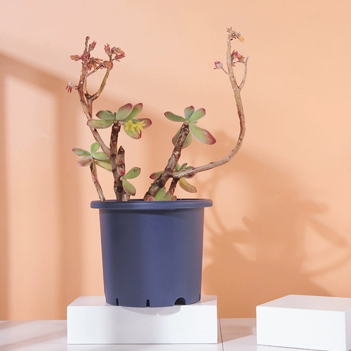 Доктор цветок Suyan Pot Plastic Пластиковый пластиковый пластиковый пластиковый водоснабжение на стойке балкон цветок зеленая роза Розам ручка