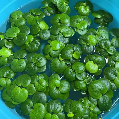 圆心萍浮萍净化水质水培绿植庭院办公室鱼虾龟缸造景增氧漂浮水草 - 图0