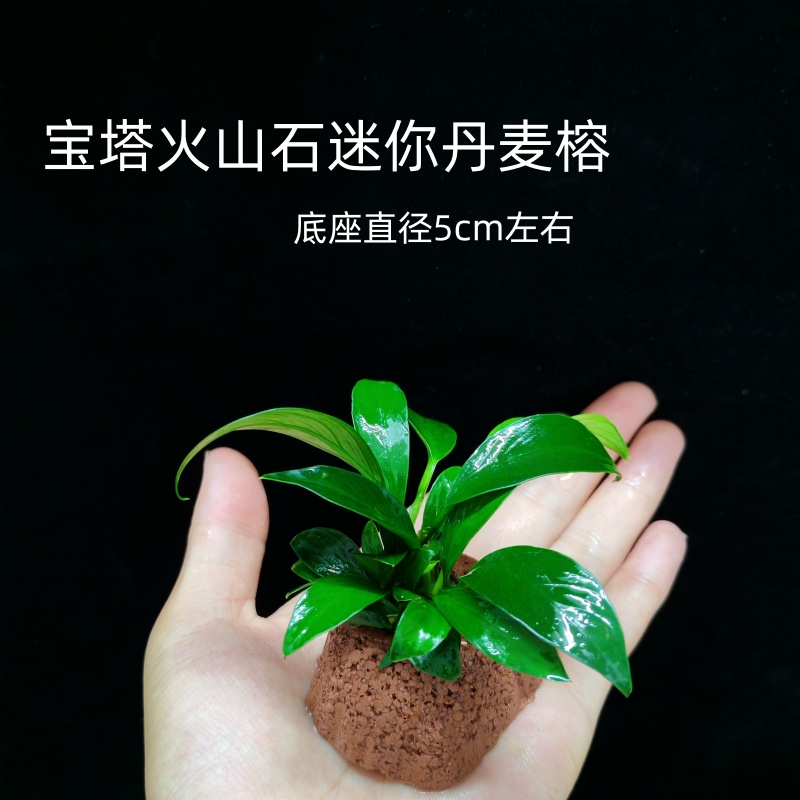 丹麦尖叶榕水草坨草鱼缸新手懒人阴性淡水水榕造景装饰好养活植物 - 图2