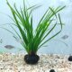 Thai Shuijian Xiaotuo South American stream native tank landscaping