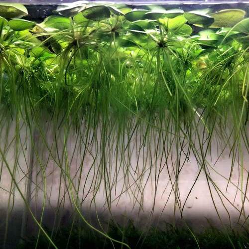 圆心萍浮萍净化水质水培绿植庭院办公室鱼虾龟缸造景增氧漂浮水草 - 图3