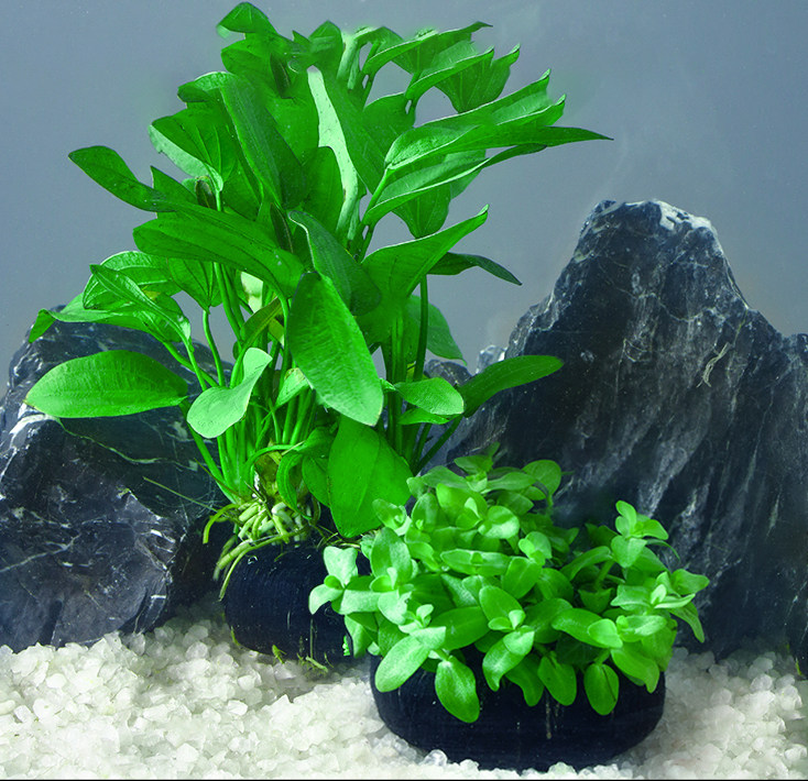 鱼缸水草植物真草活体增氧阴性淡水鱼草新手懒人水榕造景水培坨草,淘宝优惠券,粉丝福利购,淘宝优惠卷