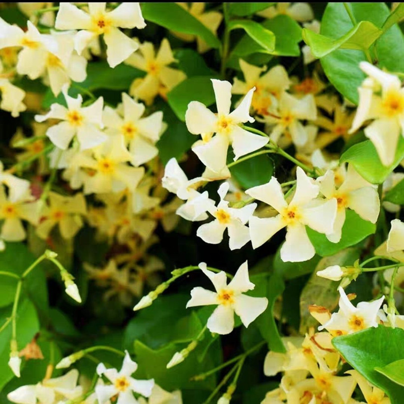 风车茉莉爬藤植物大苗粉色攀援花卉阳台庭院四季常青浓香花卉耐寒