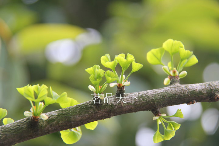 神农架特产银杏叶茶 头茬银杏嫩芽茶 白果树叶已脱毒 250克包邮 - 图2