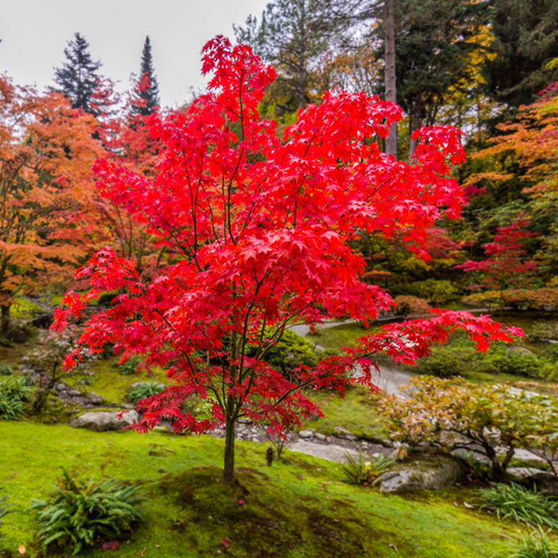 红枫树苗四季中国红庭院美国日本紅舞姬盆景园林绿化植物苗木抗寒 - 图2