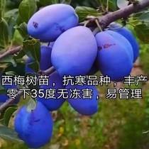 Western Plum Tree Sapling Fruit Tree Nursery Yard Planting Mega Year Results South Northern Potted Western Plum Plum Seedlings